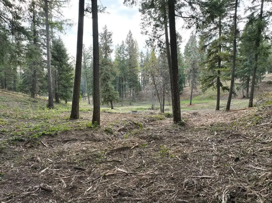 Open forest floor cleared of brush and small trees between tall pines
