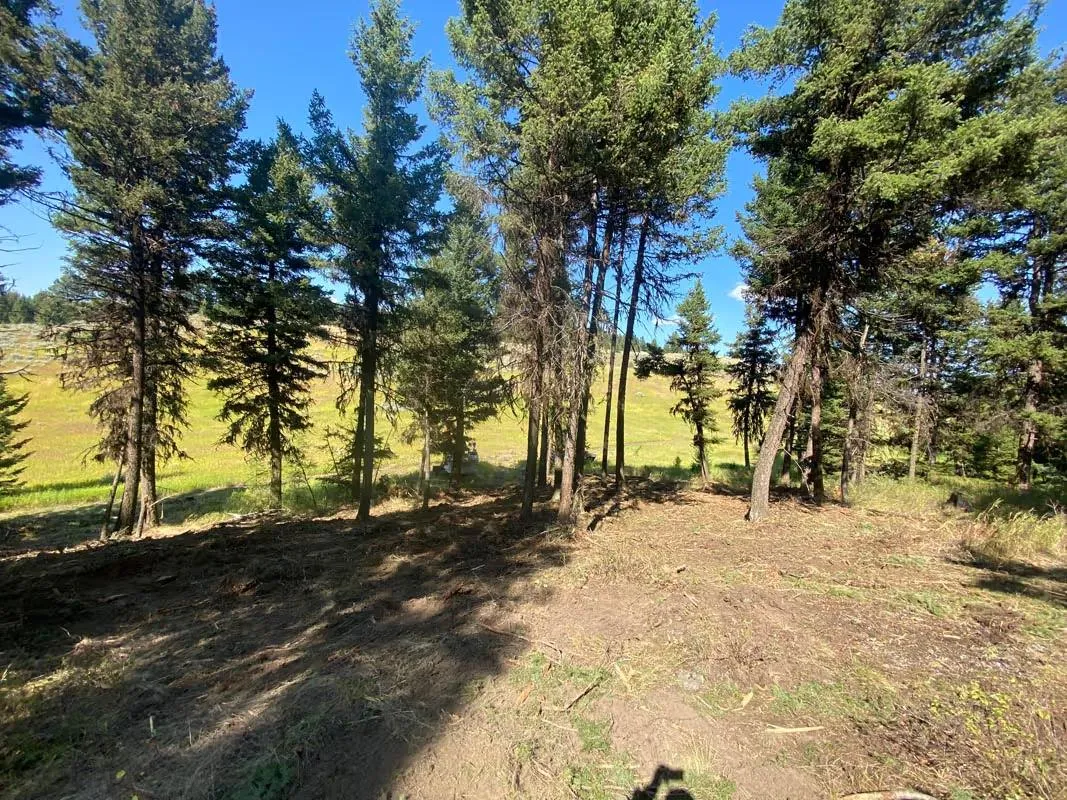 Thinned pine trees with the understory cleared on a sunny hillside